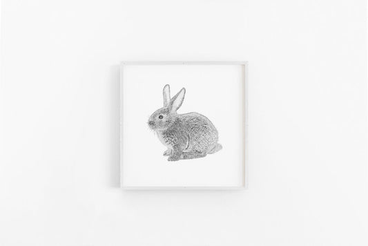 Bunny Sketch Black &amp; White