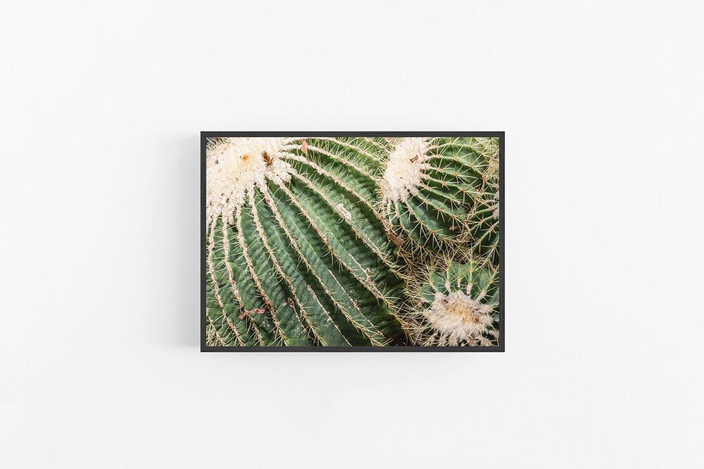 Cactus I