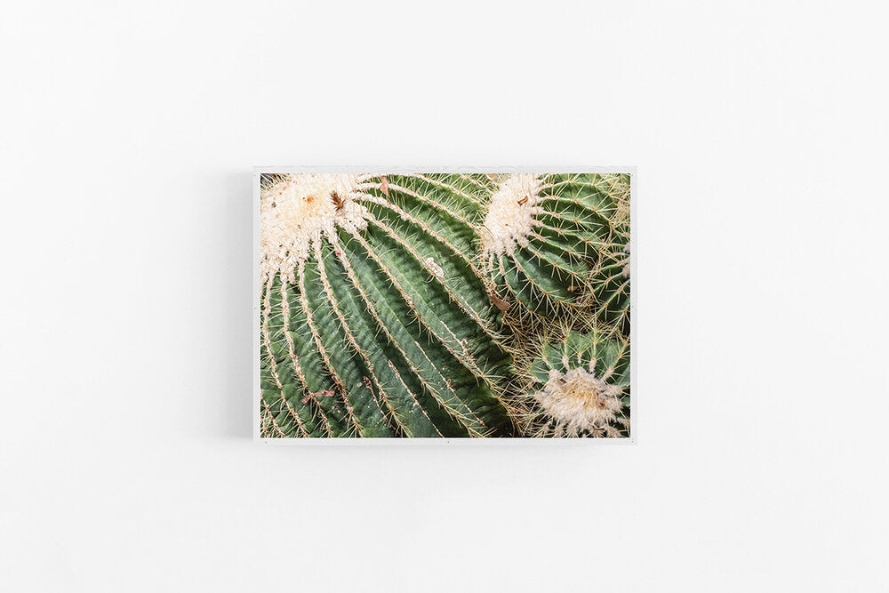 Cactus I