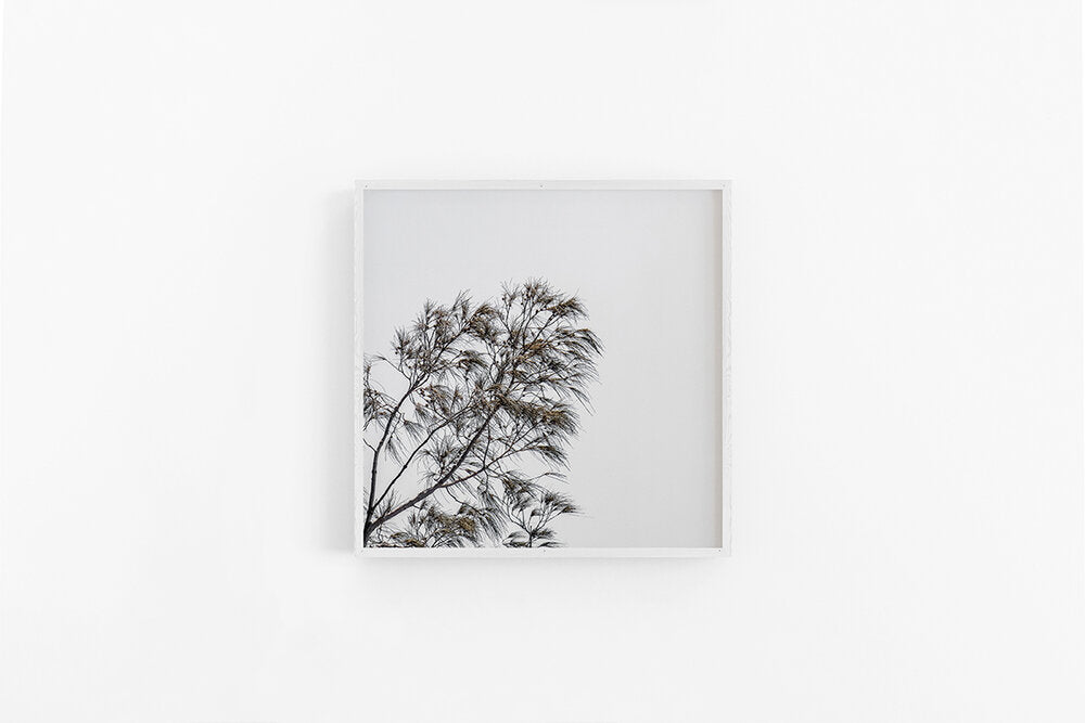 Casuarina