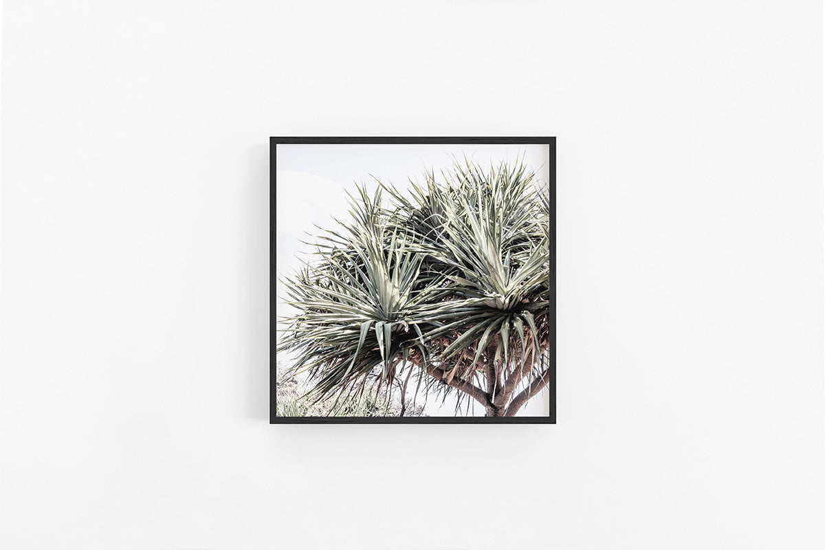 Pandanus III
