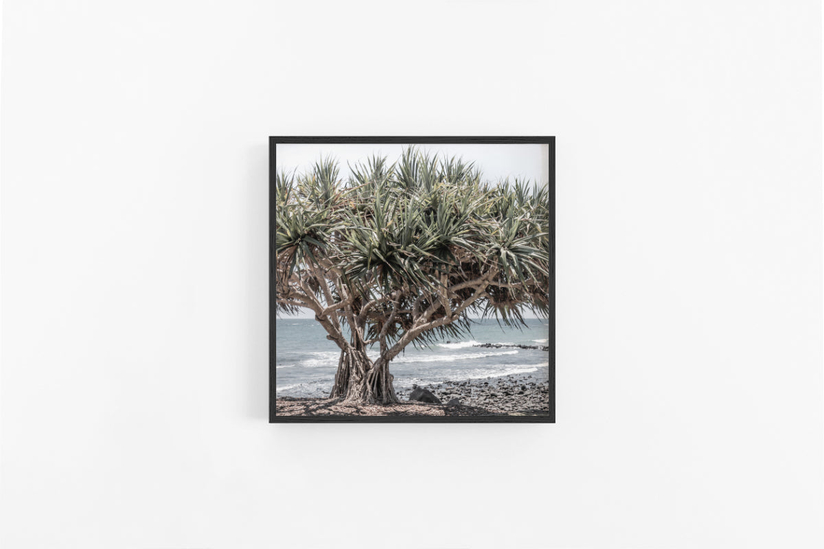 Pandanus V | Square Pandanus Tree Art Print | Lynette Cooper Prints and Sketches