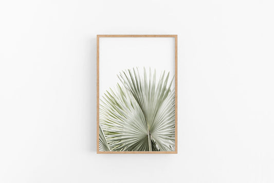 Silver Fan I | Coastal Tropical Photographic Fan Palm Print | Lynette Cooper Prints and Sketches