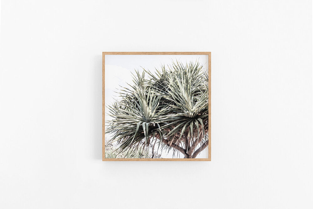 Pandanus III | Square Pandanus Tree Art Print | Lynette Cooper Prints and Sketches