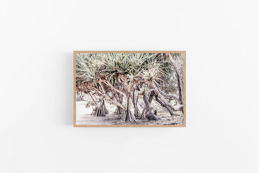 Pandanus Path | Coastal Boho Palm Fine Art Wall Print | Lynette Cooper Prints and Sketches