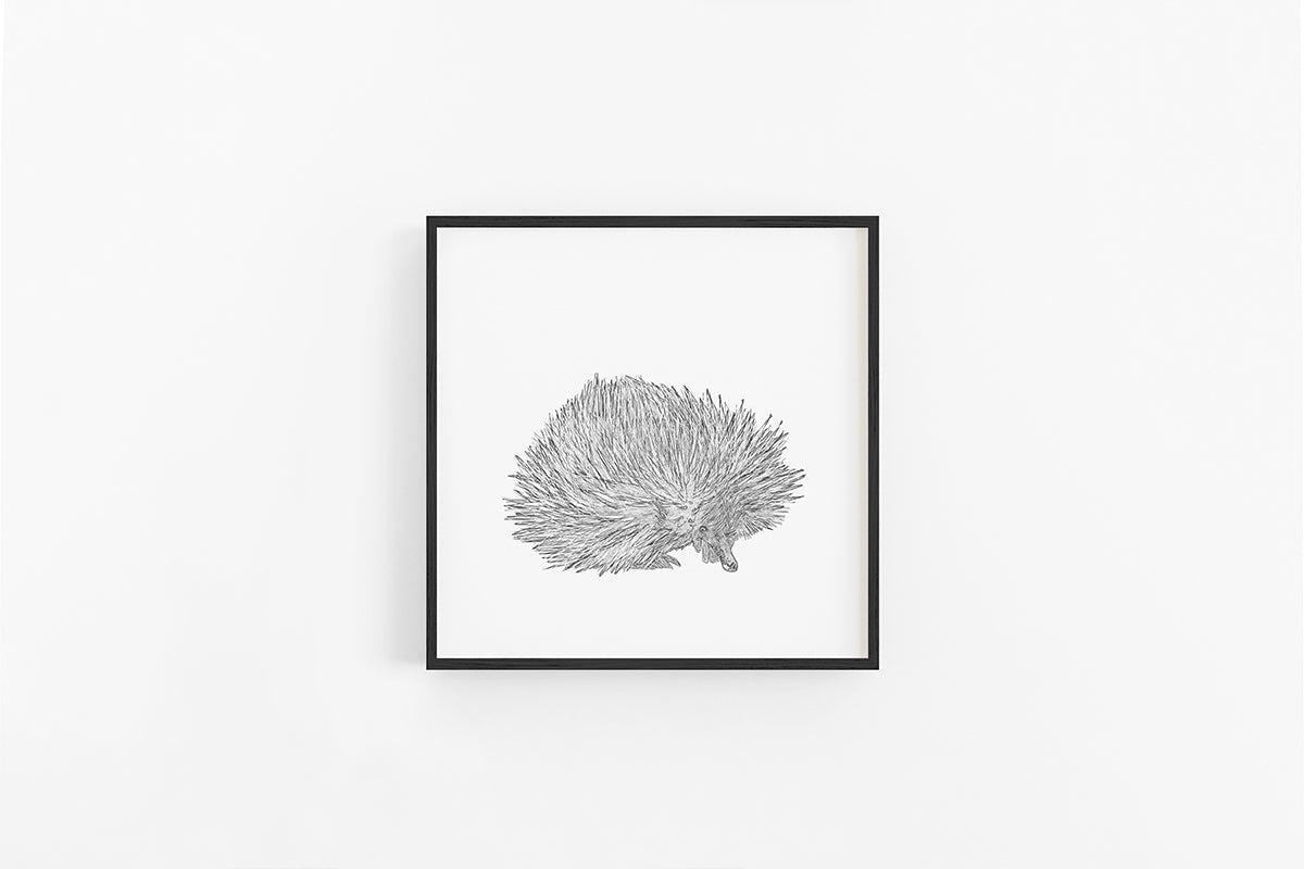 Echidna Sketch