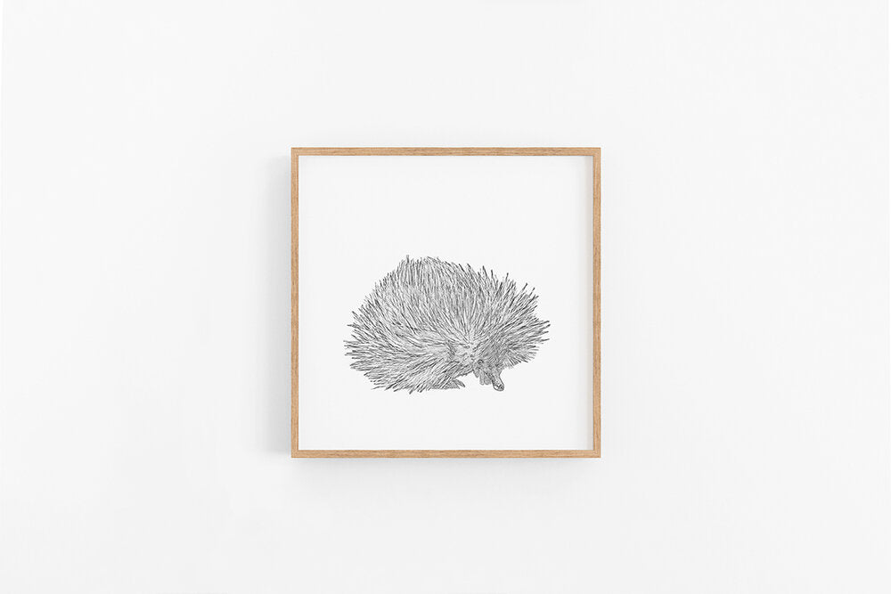 Echidna Sketch