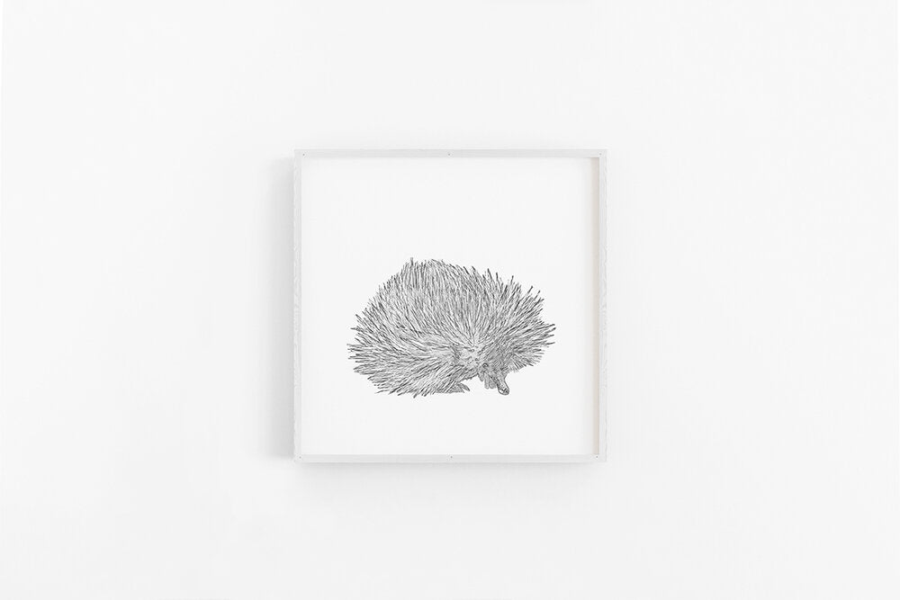 Echidna Sketch