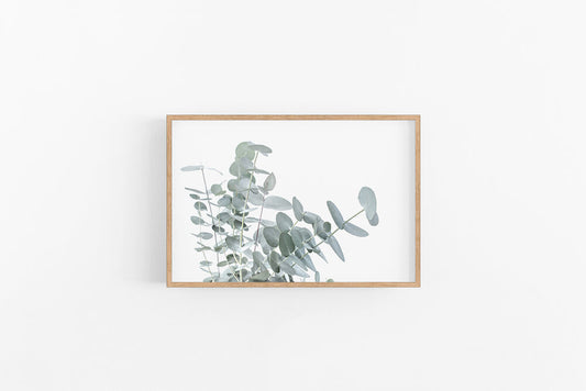Eucalyptus III | Native Eucalyptus Branch Wall Print | Lynette Cooper Prints and Sketches