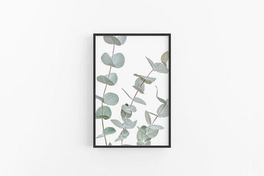 Eucalyptus II | Eucalyptus Leaves Photographic Wall Art Print | Lynette Cooper Prints and Sketches