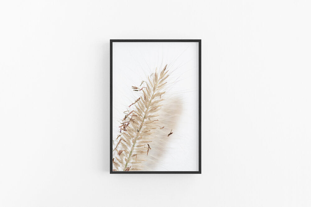 Fountain Grass III