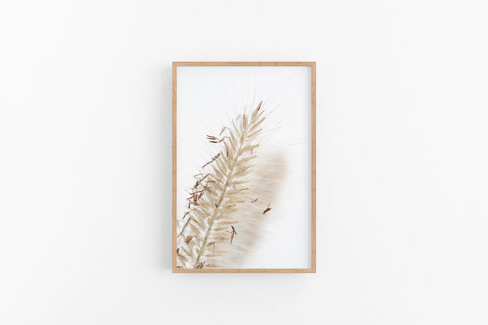 Fountain Grass III