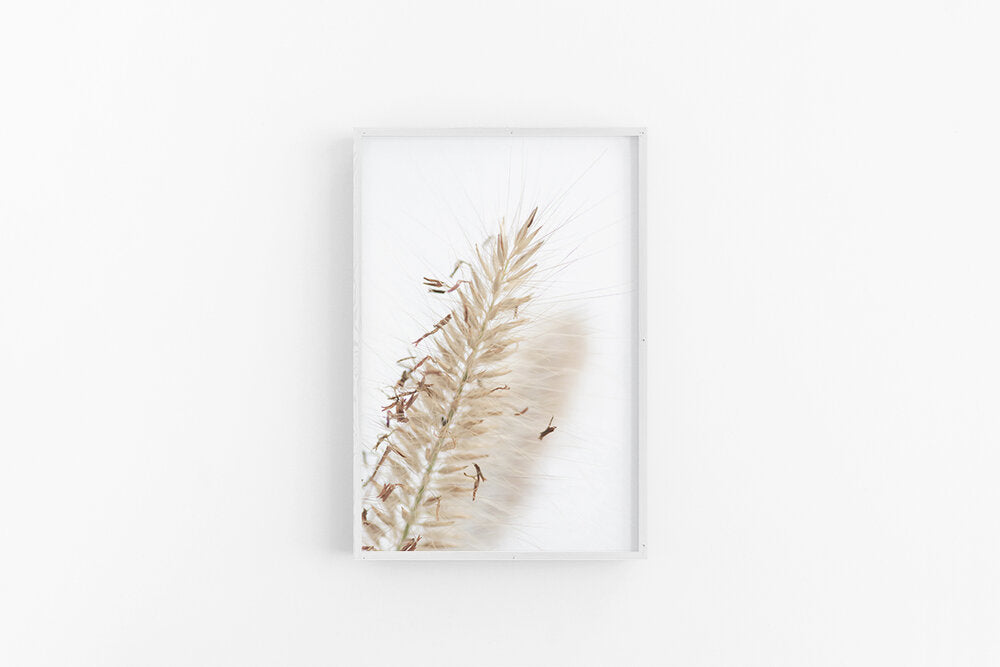 Fountain Grass III | Boho Grass Fine Art Wall Print | Lynette Cooper Prints and Sketches