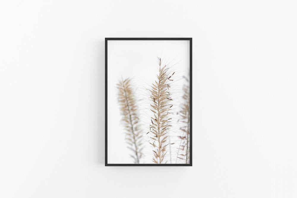 Fountain Grass IV