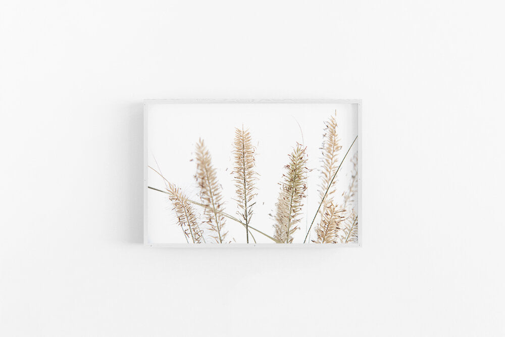 Fountain Grass I