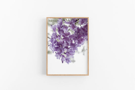 Jacaranda III | Purple Jacaranda Flower Wall Print | Lynette Cooper Prints and Sketches