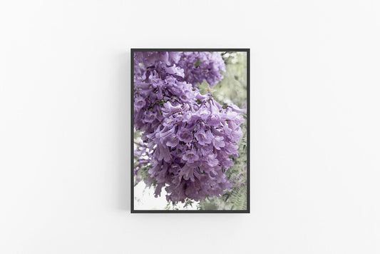 Jacaranda I | Modern Floral Fine Art Print | Lynette Cooper Prints and Sketches