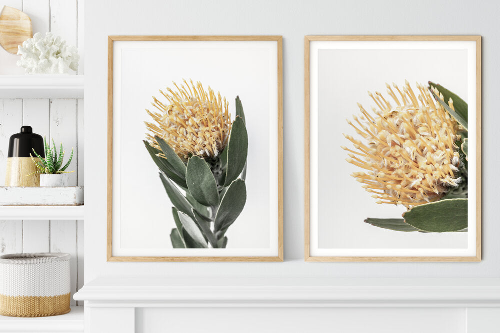 Yellow Leucospermum I