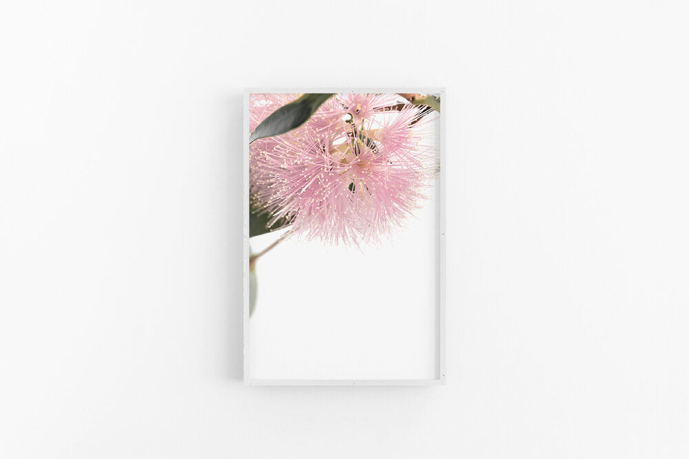 Lilly Pilly III | Native Australian Flower Fine Art Wall Print | Lynette Cooper Prints and Sketches