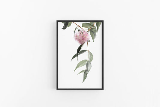 Lilly Pilly II | Native Australian Flower Photographic Print | Lynette Cooper Prints and Sketches