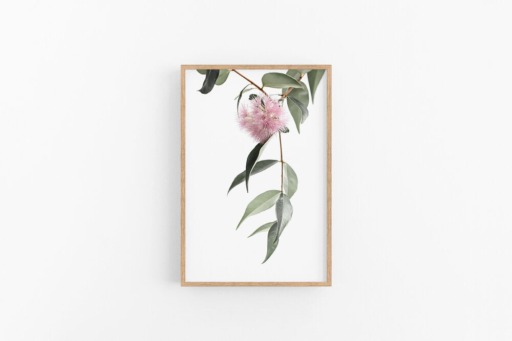 Lilly Pilly II