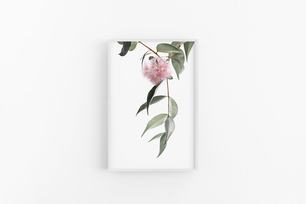 Lilly Pilly II