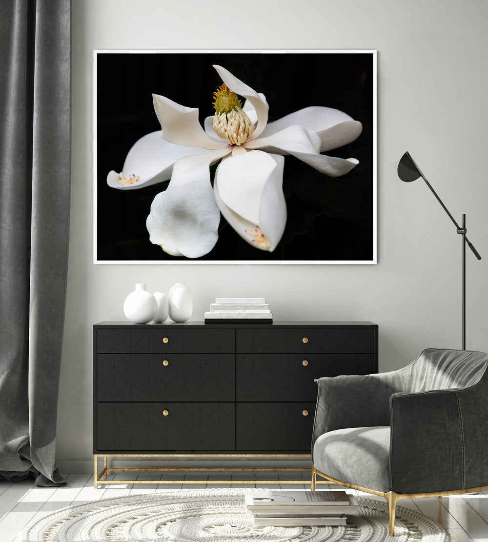 Black Magnolia II