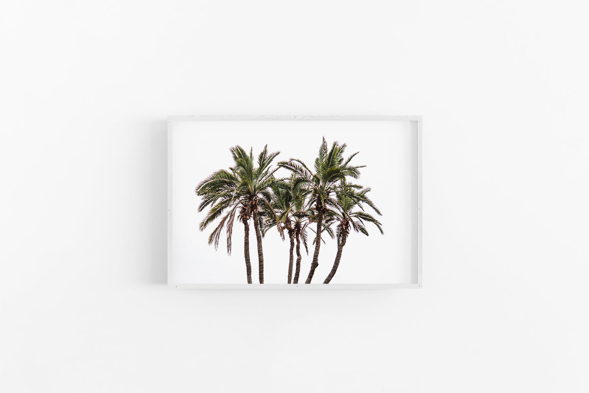 Palm III