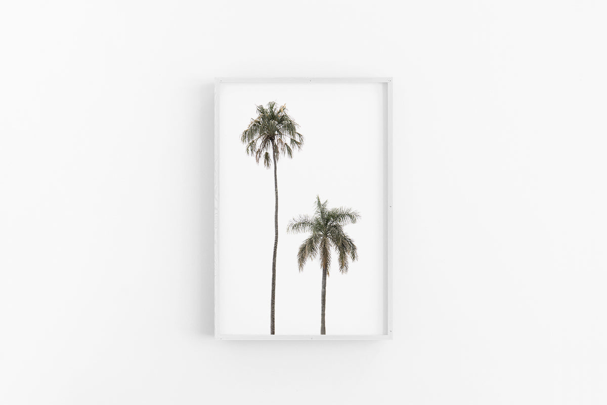 Two Palms