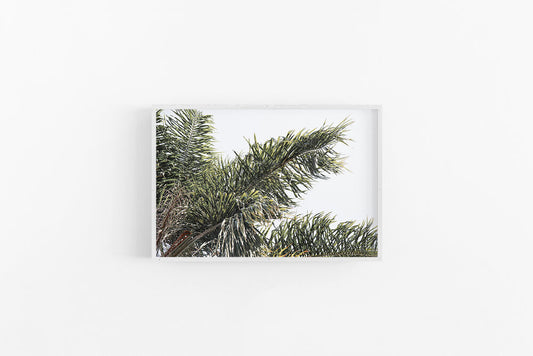 Palm I | Coastal Palm Leaves Art Print | Lynette Cooper Prints and Sketches