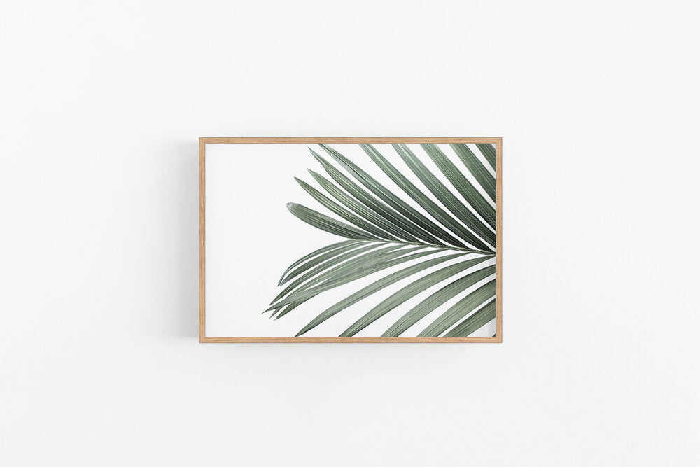 Cascade Palm