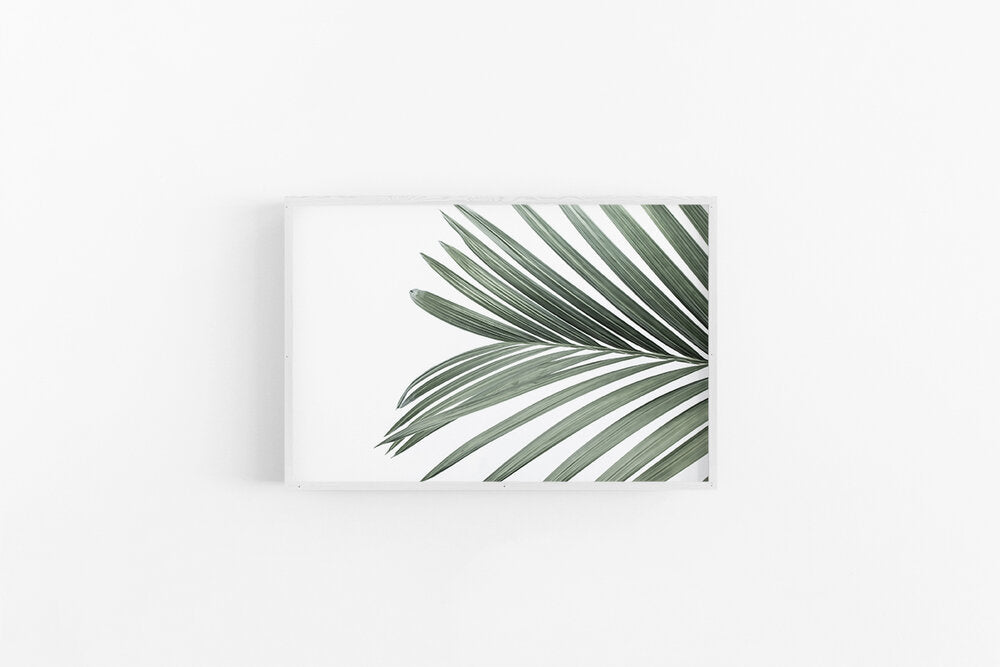 Cascade Palm