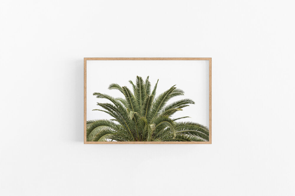 Date Palm
