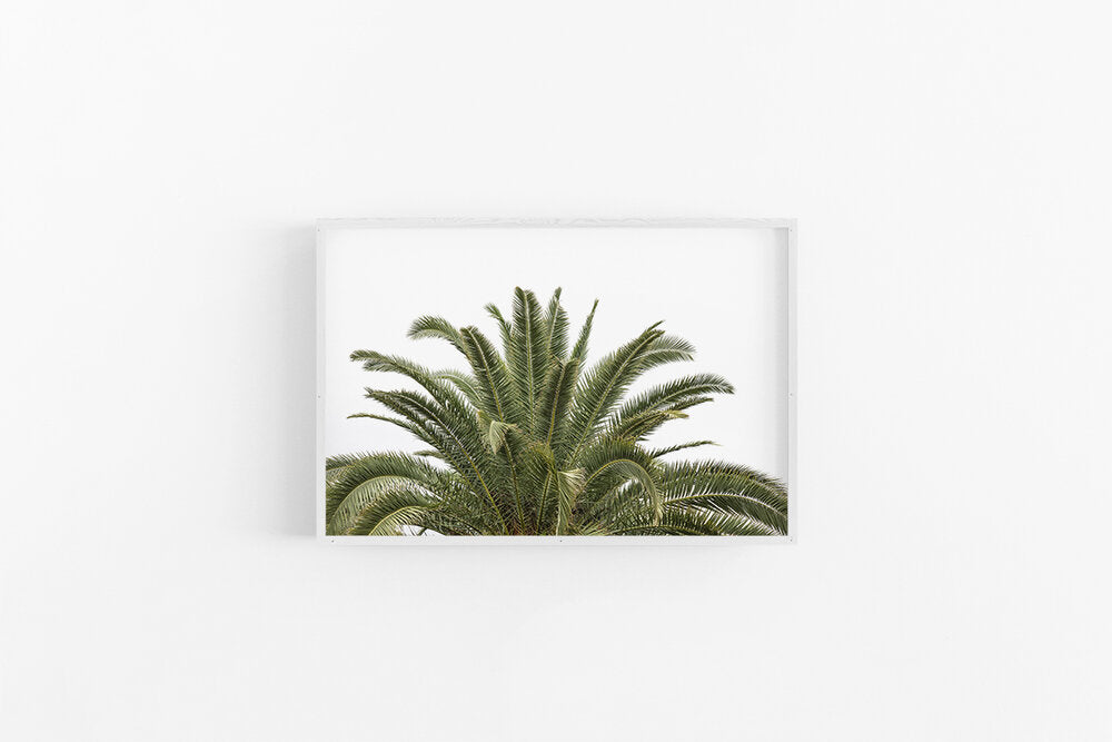 Date Palm
