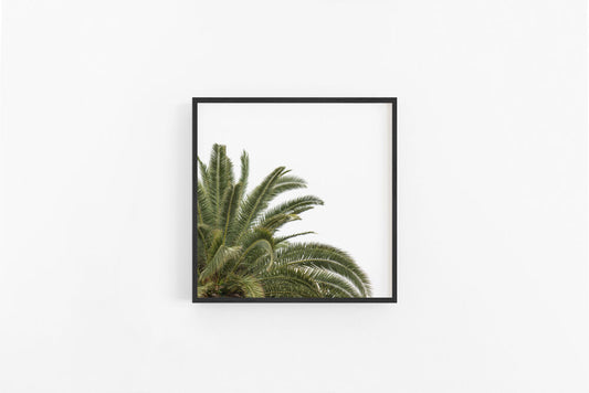 Date Palm Square | Palm Leaves Photographic Art Print | Lynette Cooper Prints and Sketches