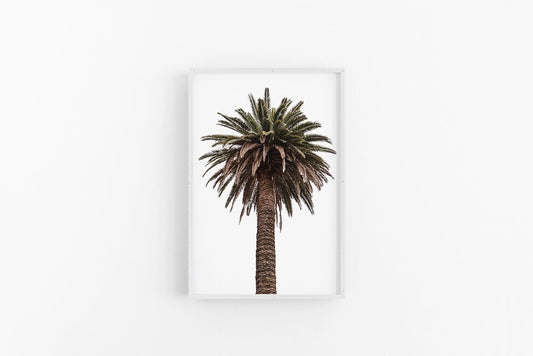Queens Palm | Coastal Boho Single Palm Tree Photographic Print | Lynette Cooper Prints and Sketches
