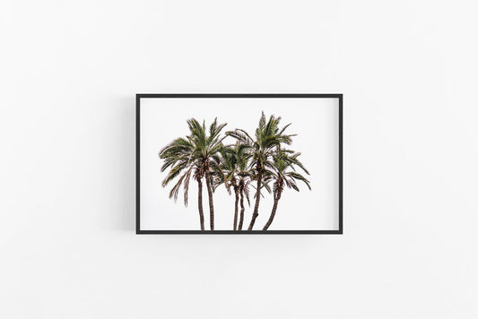 Palm III | Coastal Palm Poster Print | Lynette Cooper Prints and Sketches
