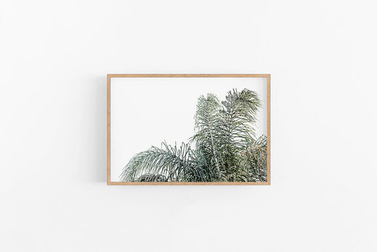 Palm II | Relaxing Coastal Fine Art Wall Print | Lynette Cooper Prints and Sketches
