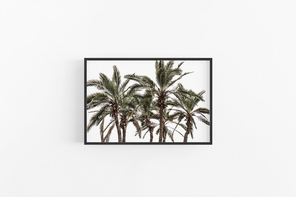Palm IV