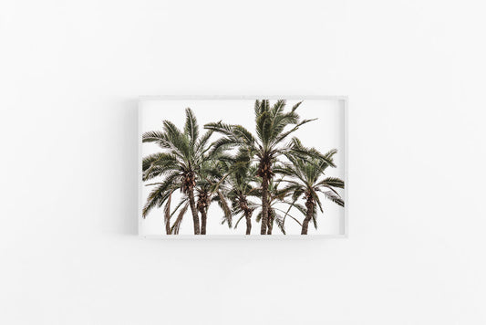 Palm IV | Modern Palm Tree Wall Art Print | Lynette Cooper Prints and Sketches