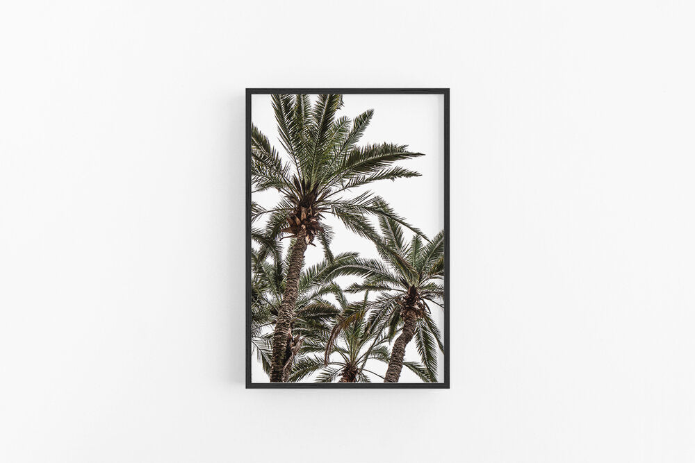 Palm V