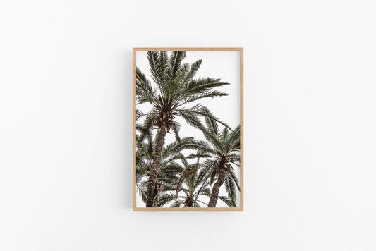Palm V | Coastal Tropical Photographic Palm Print | Lynette Cooper Prints and Sketches