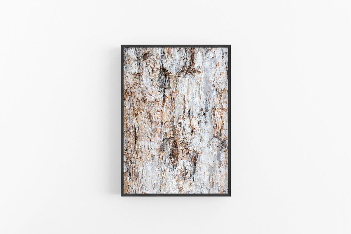 Paperbark I