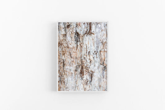 Paperbark I | Paperbark Photographic Wall Art Print | Lynette Cooper Prints and Sketches