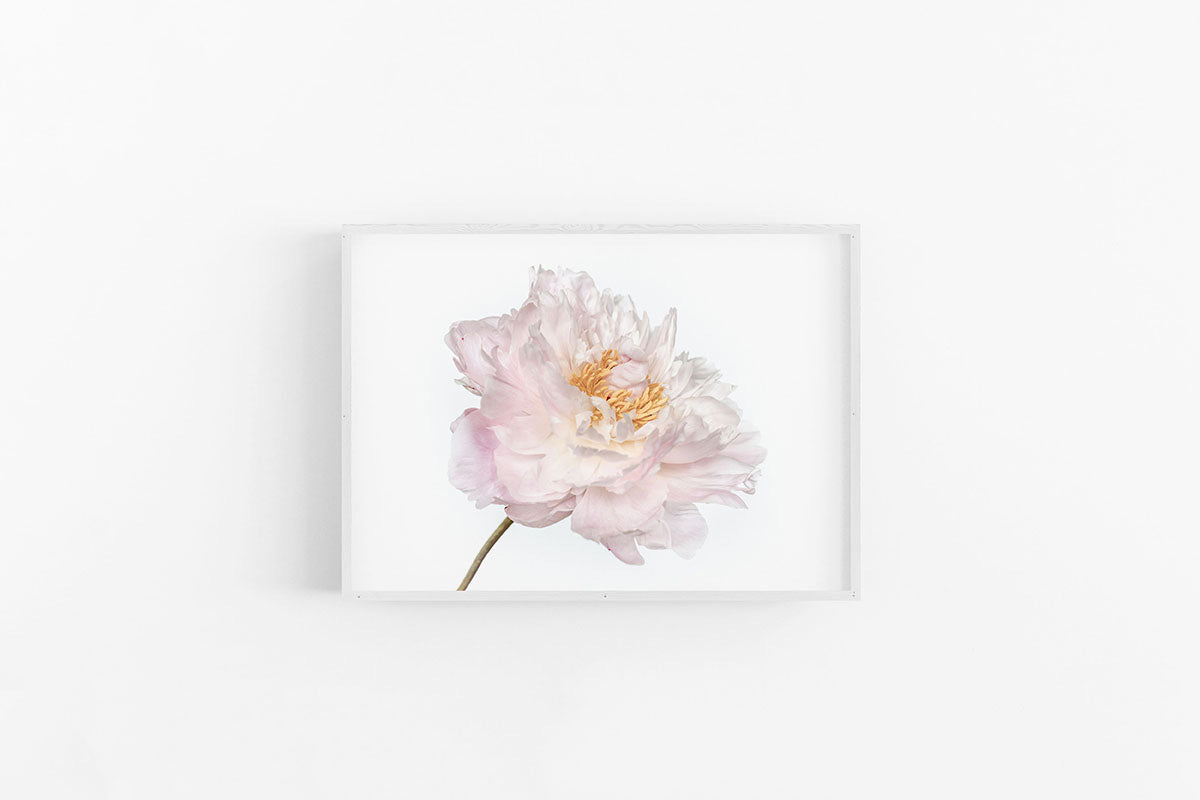 White Peony