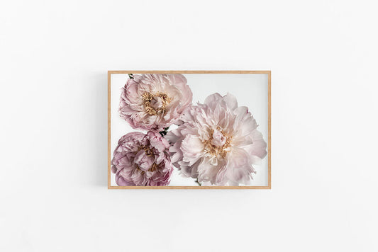 Peonies III | Pink Peony Floral Fine Art Photographic Print | Lynette Cooper Prints and Sketches