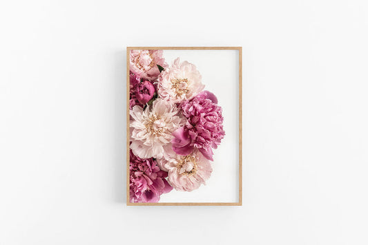 Peonies II | Pretty Floral Photographic Peony Wall Print | Lynette Cooper Prints and Sketches