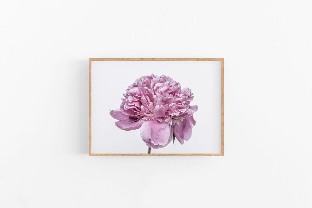 Purple Peony III