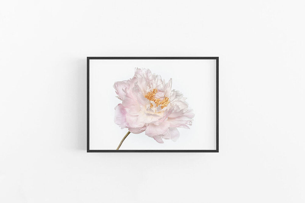 White Peony