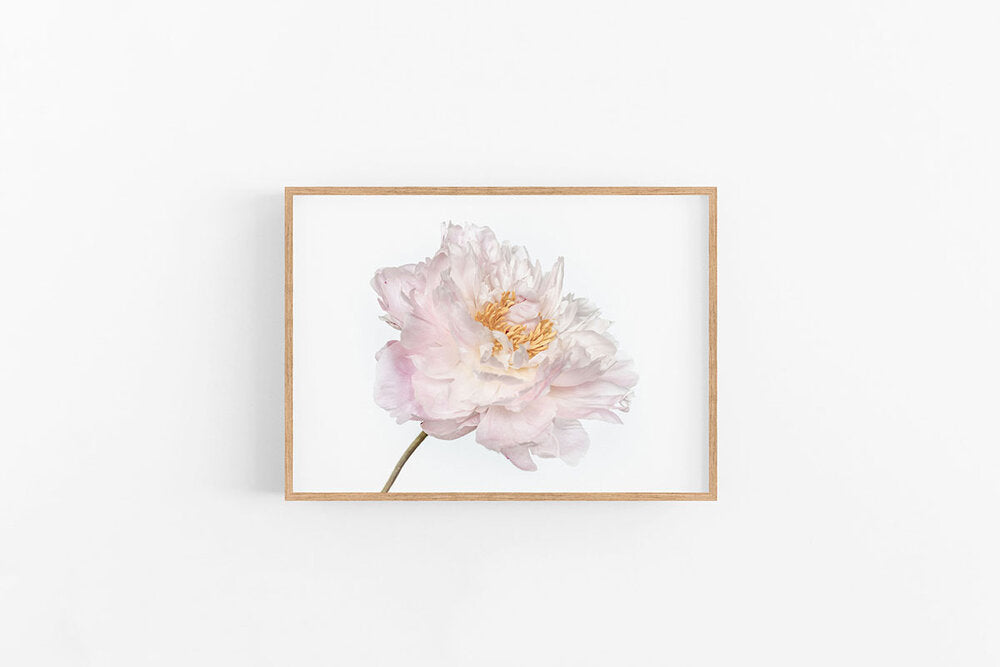 White Peony | White Peony Flower Wall Print | Lynette Cooper Prints and Sketches